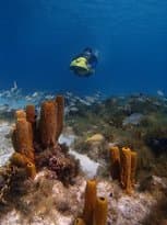 Seabob Aruba -