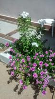 Jardines