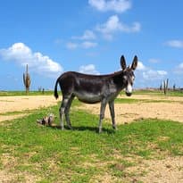 Not an uncommon view during our tour. Tip: this was taken in San Nicolas, Aruba's second capital