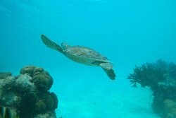 Fins & Feet Nature Tours at TripAdvisor