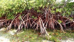 Red Mangrove trees