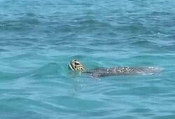 Baby Beach at TripAdvisor