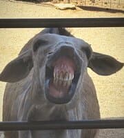 Donkey Sanctuary Aruba at TripAdvisor