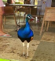 Donkey Sanctuary Aruba at TripAdvisor