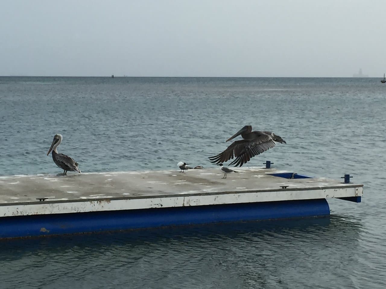 Pelican deck