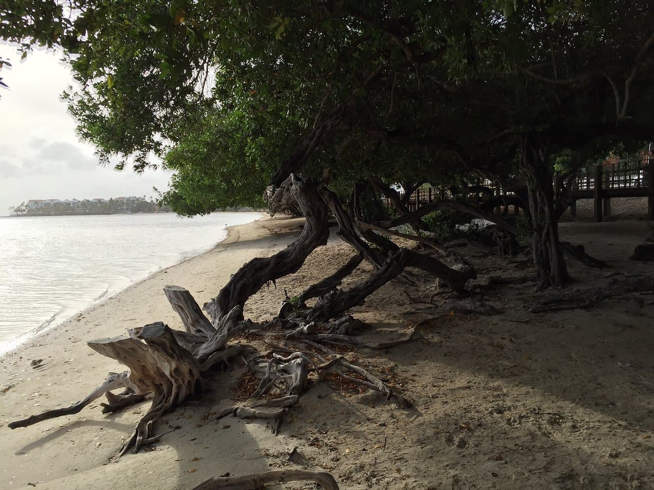 Divi Trees