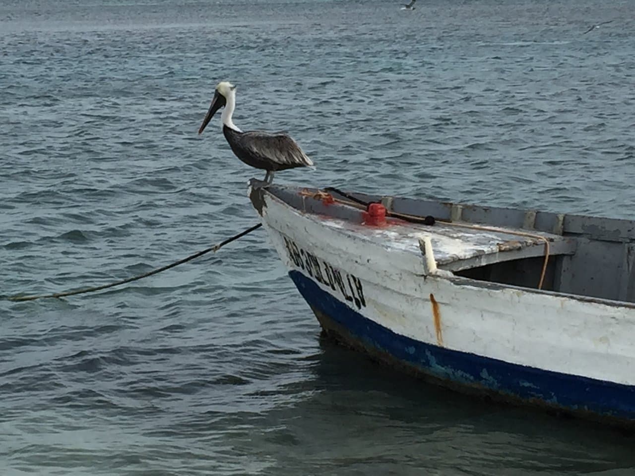 Pelican