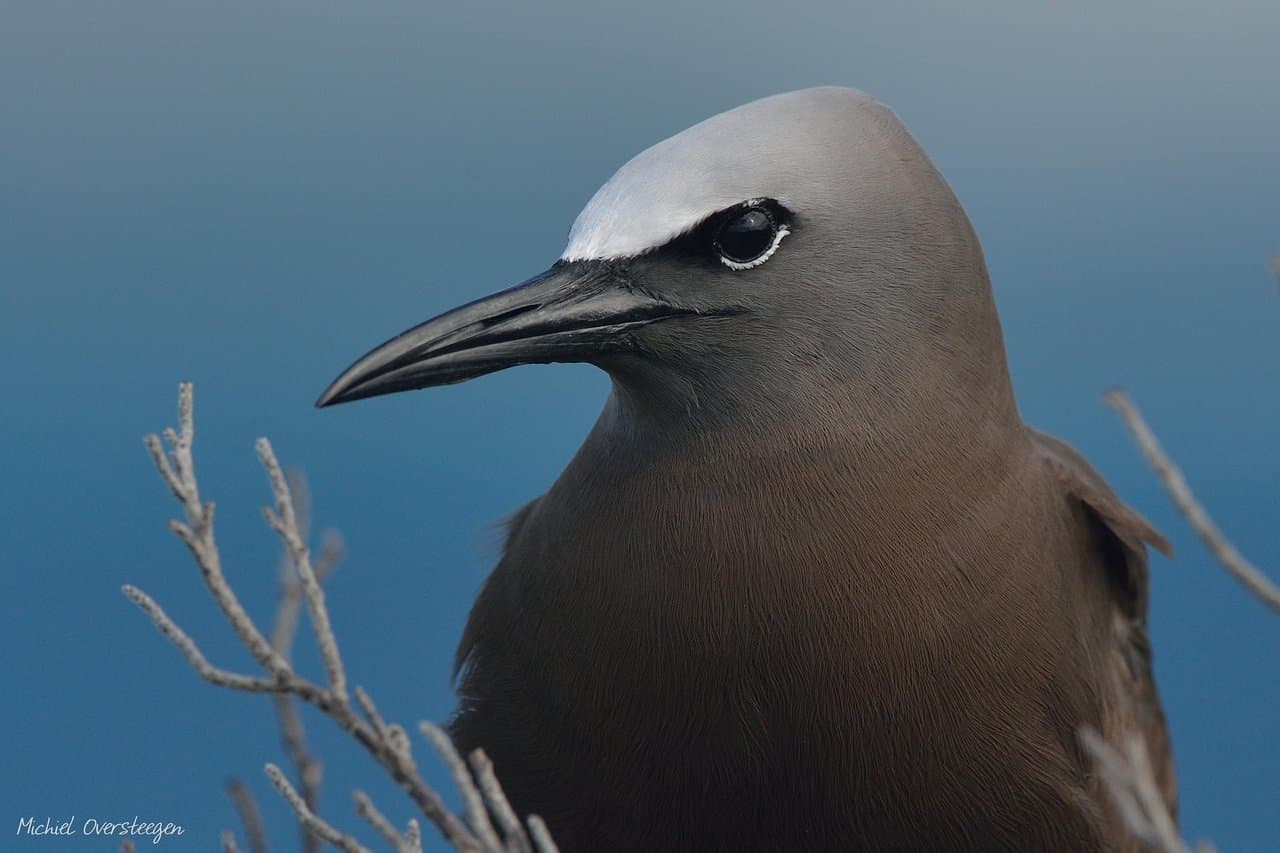 Private Birdwatching & Nature Tours Aruba at TripAdvisor