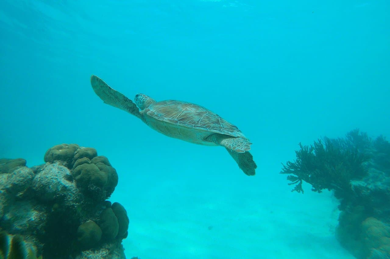 Fins & Feet Nature Tours at TripAdvisor