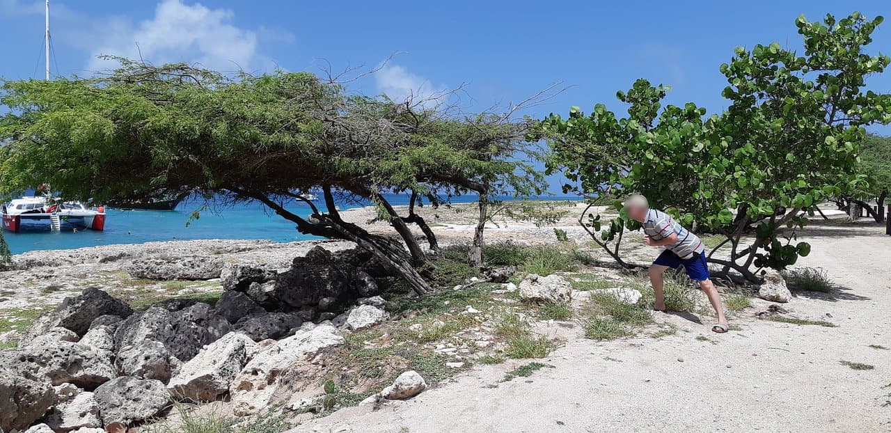 Los divi divi, árboles reclinados por acción del viento