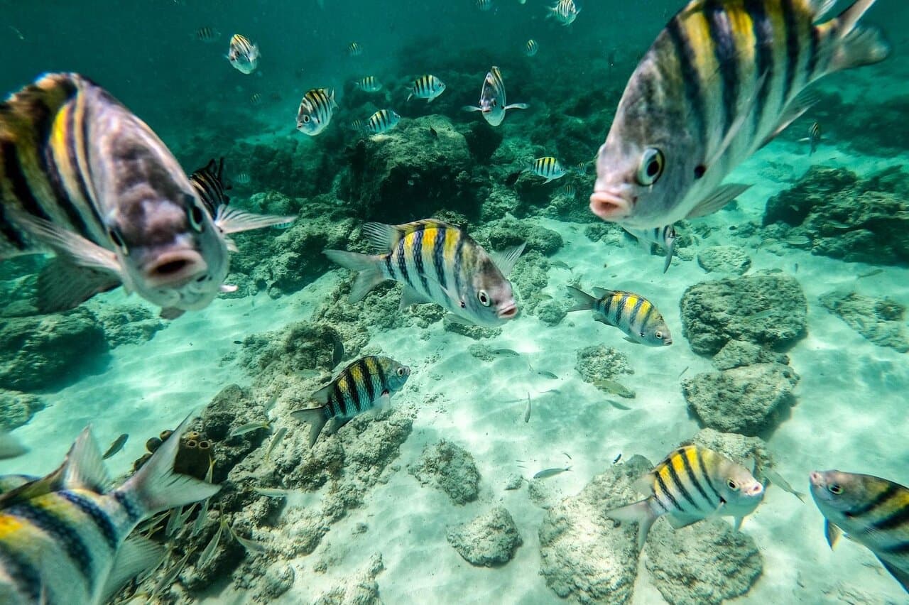 Isabella Catamaran Aruba at TripAdvisor
