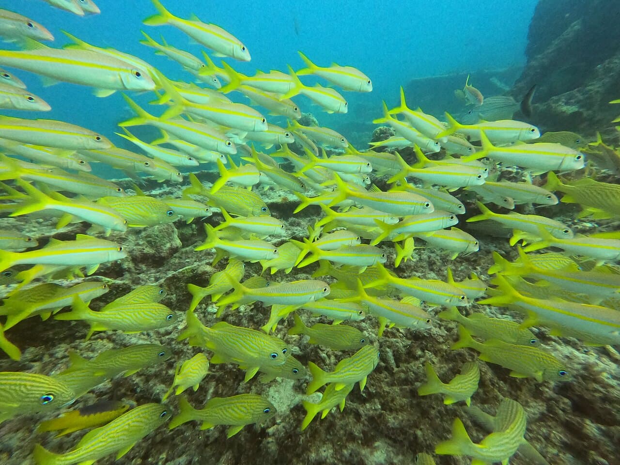 Here Fishy Fishy