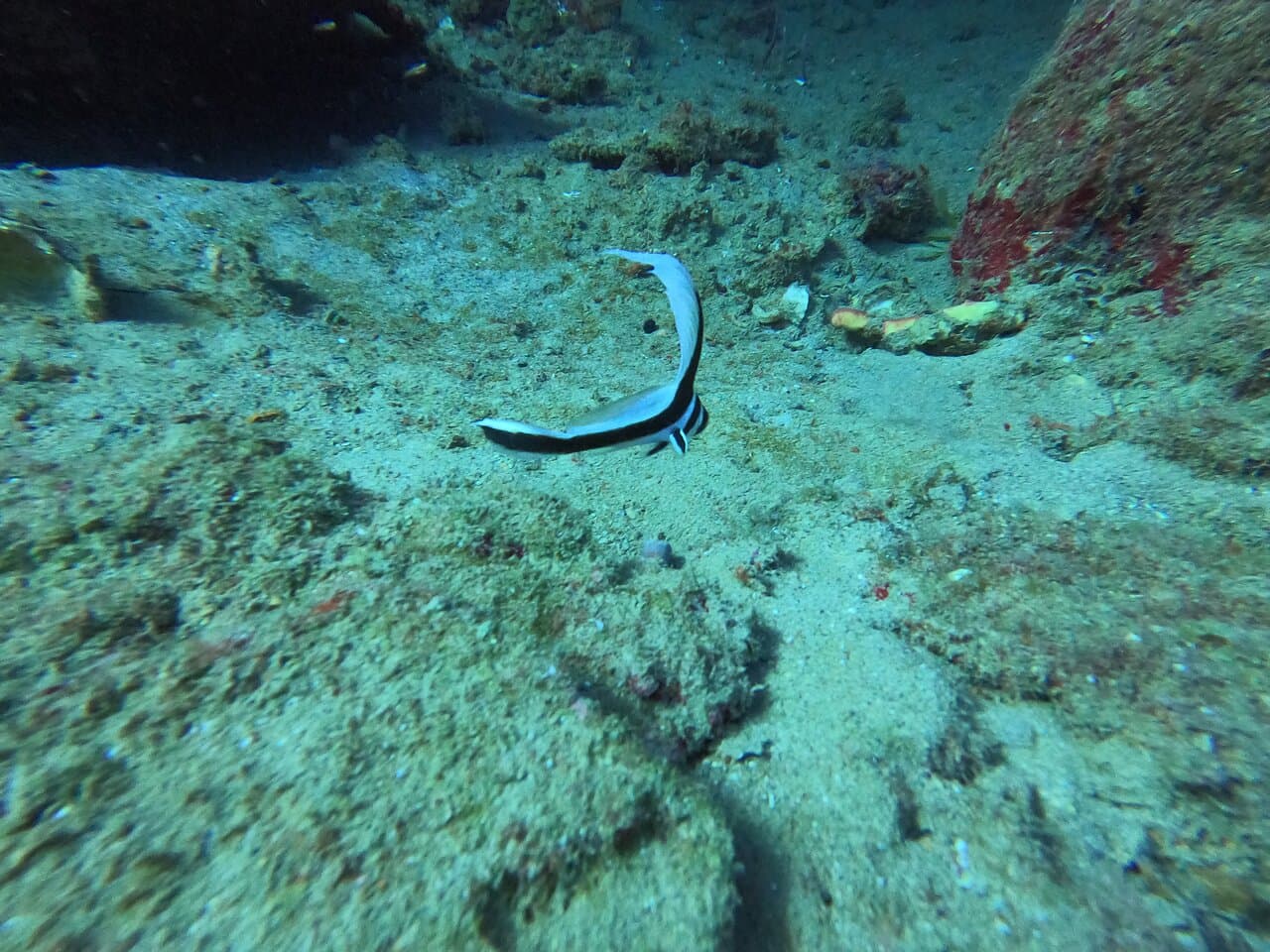 Juvenile Drum