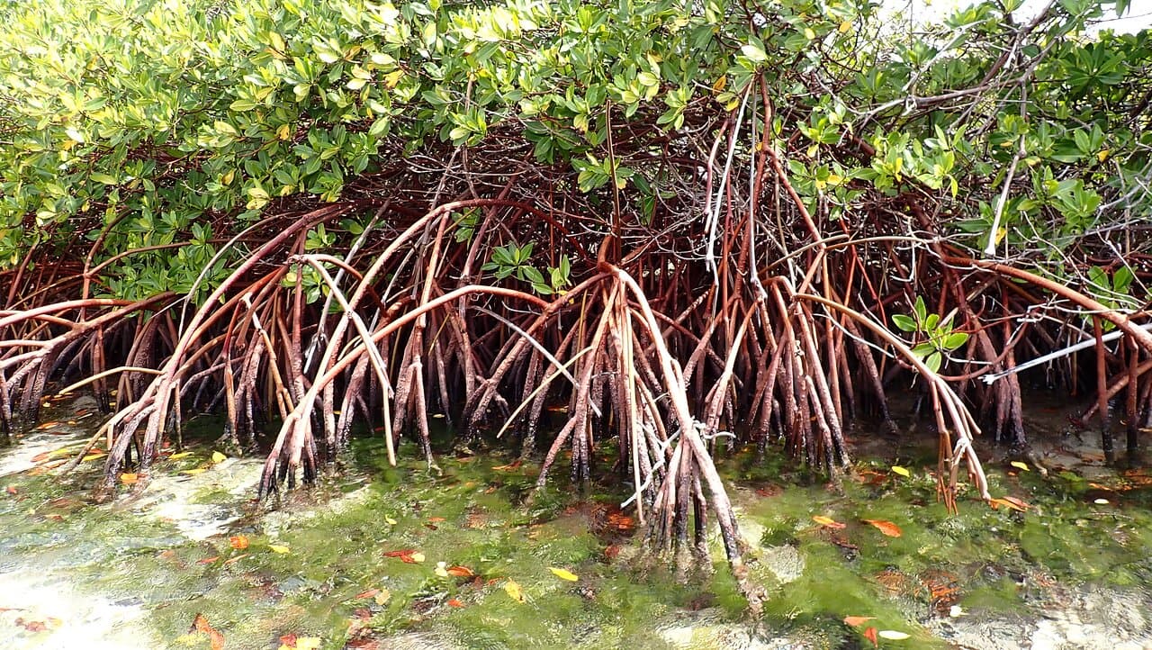 Red Mangrove trees