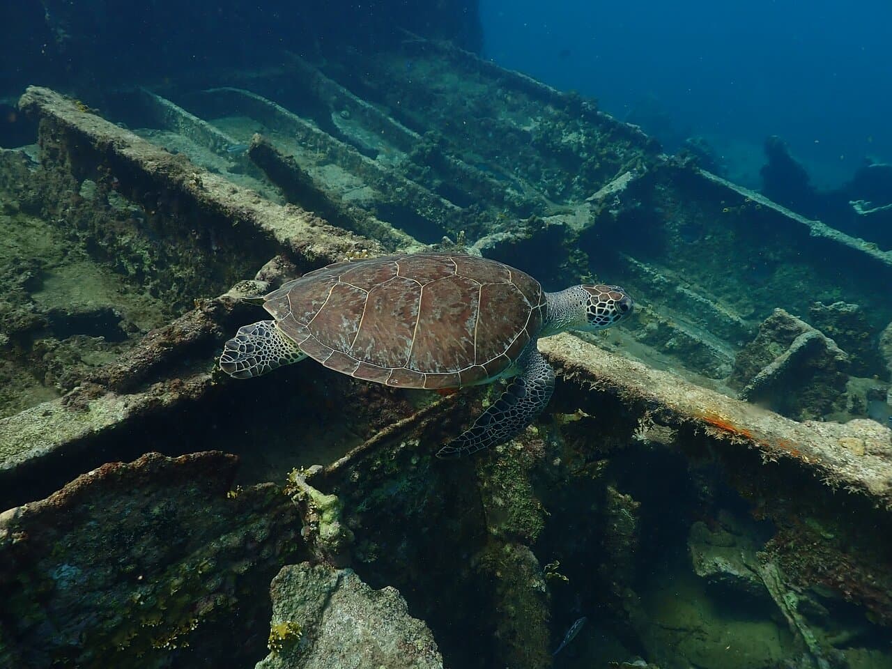 Find the turtles and explore the wrecks of Aruba with them
