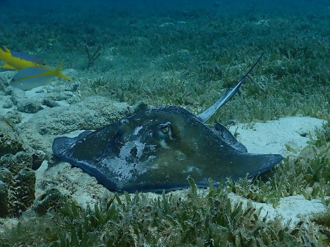 Marinelife ot its best with our dives in Aruba's waters