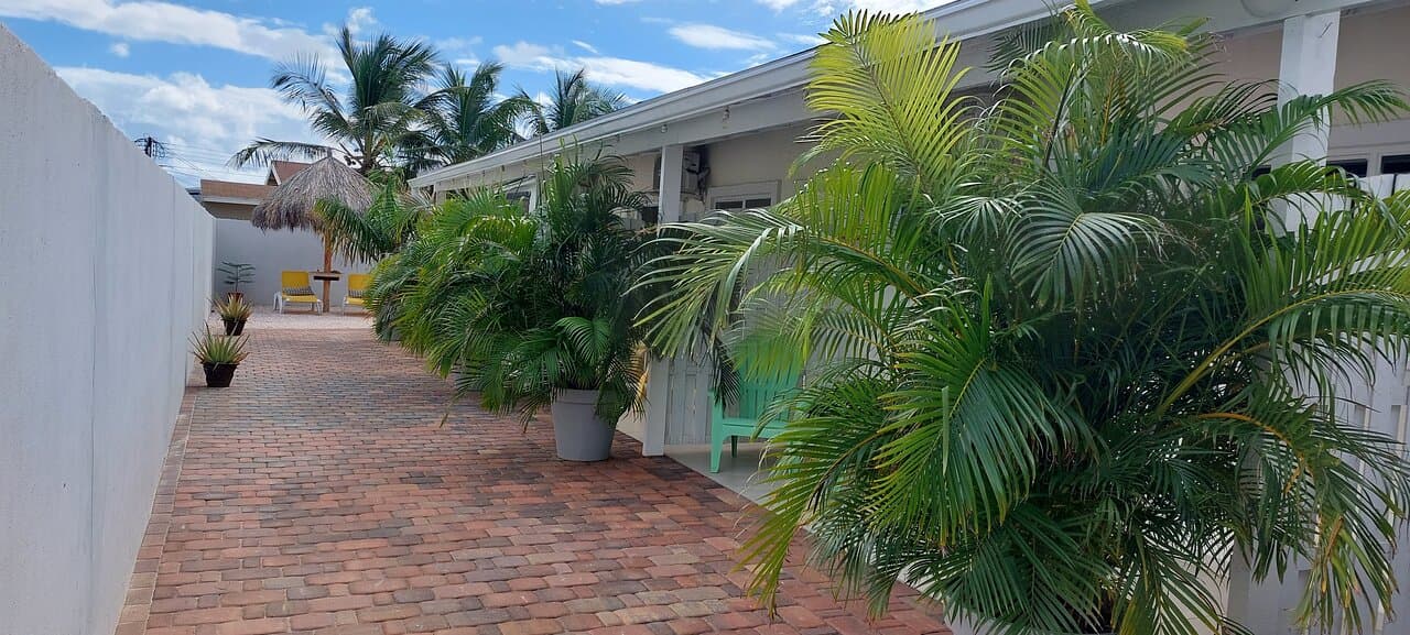 Dancing Iguanas at TripAdvisor