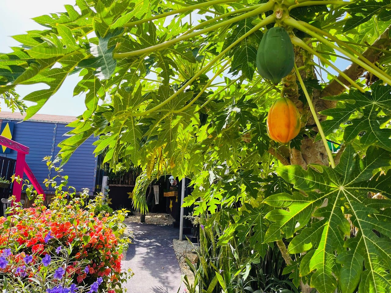 At Gypsy Haven, nature is not just a backdrop; it's an integral part of the experience. Step outside and immerse yourself in the beauty of our natural surroundings.