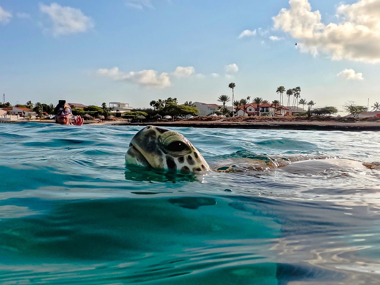 Aruba Turtle Snorkeling
