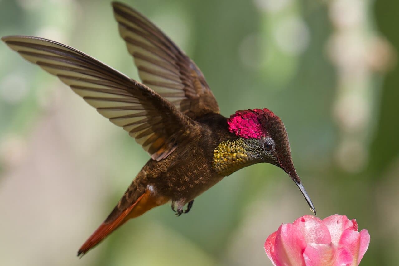 Private Birdwatching & Nature Tours Aruba at TripAdvisor