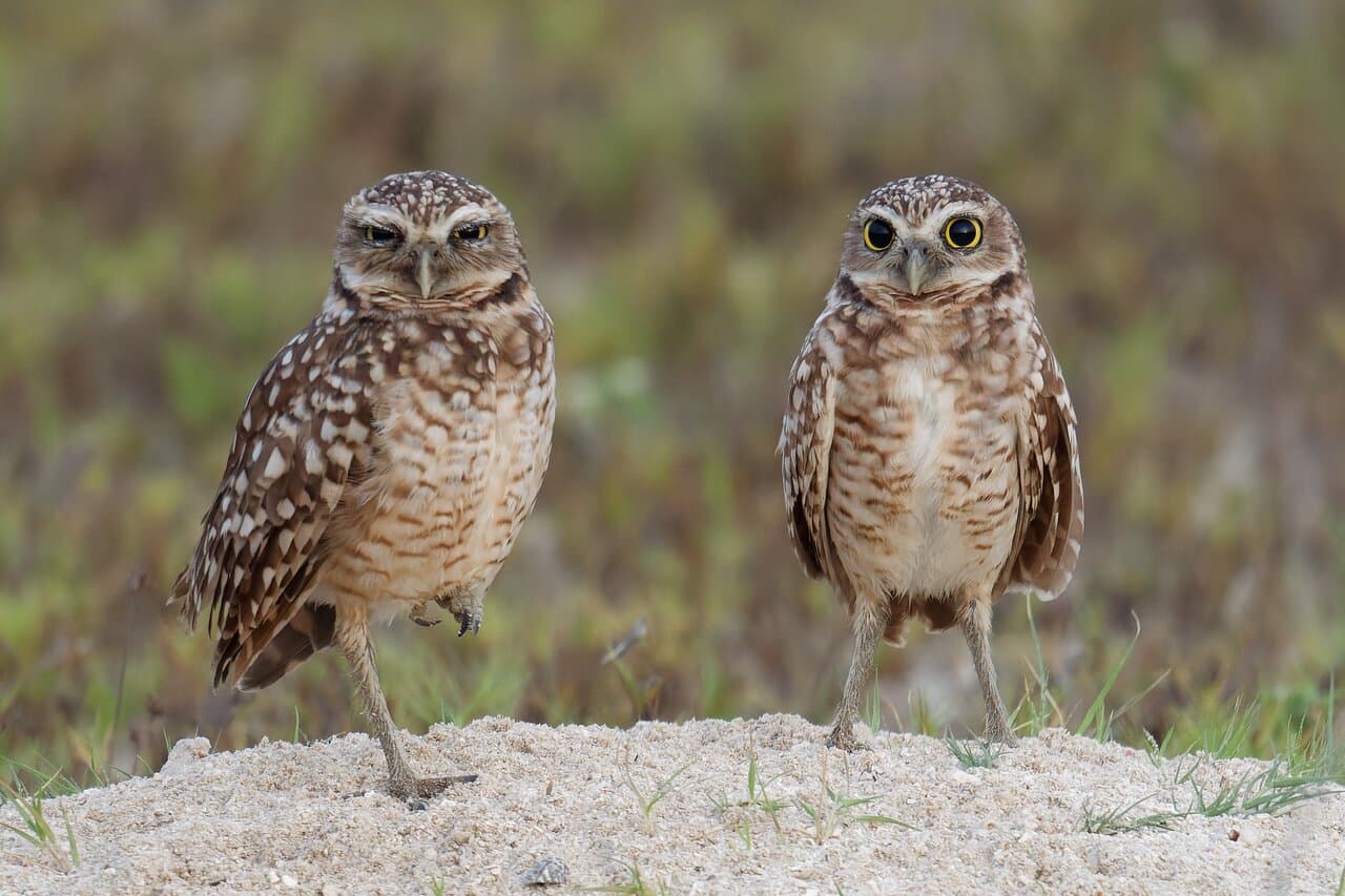 Private Birdwatching & Nature Tours Aruba at TripAdvisor