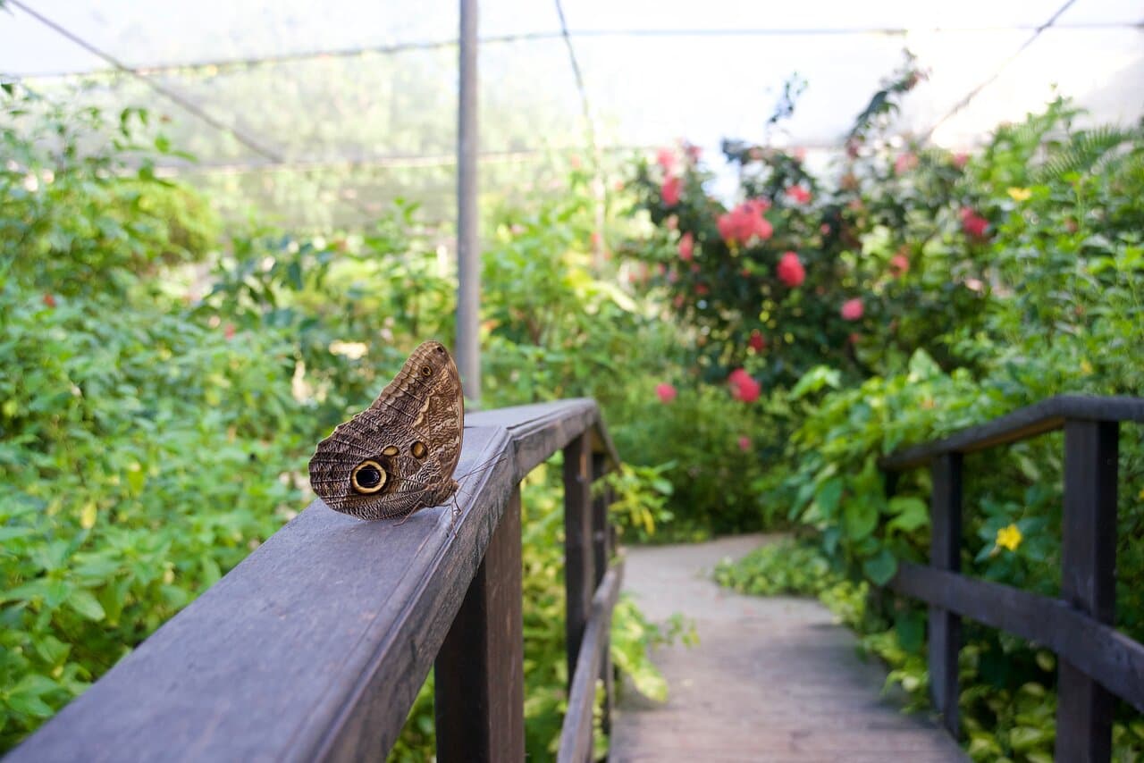 garden impression