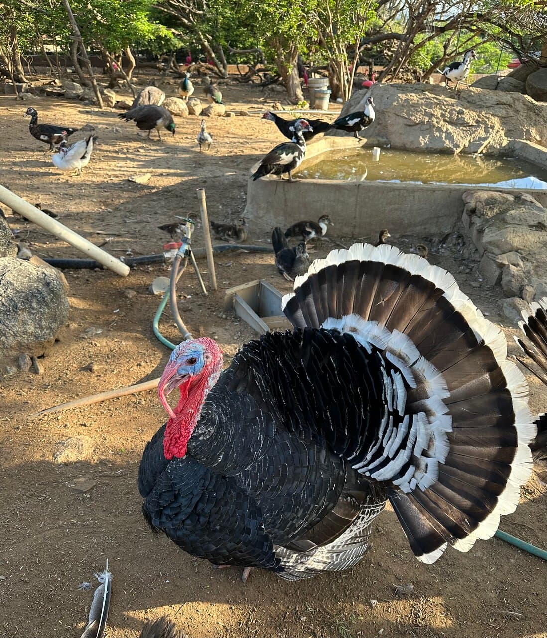 Male Turkey