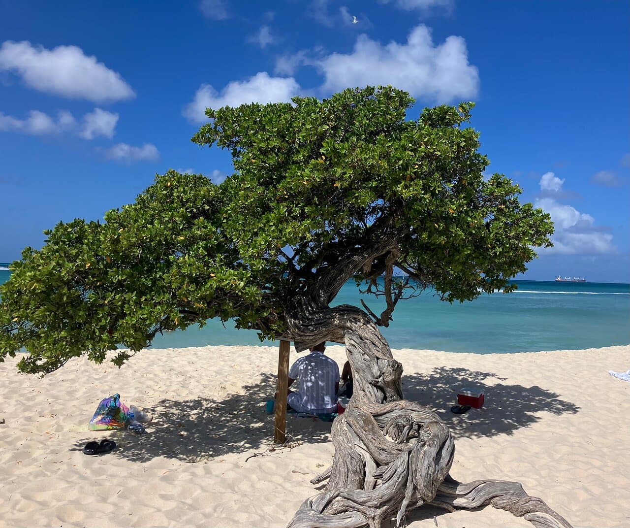 Divi Tree at TripAdvisor