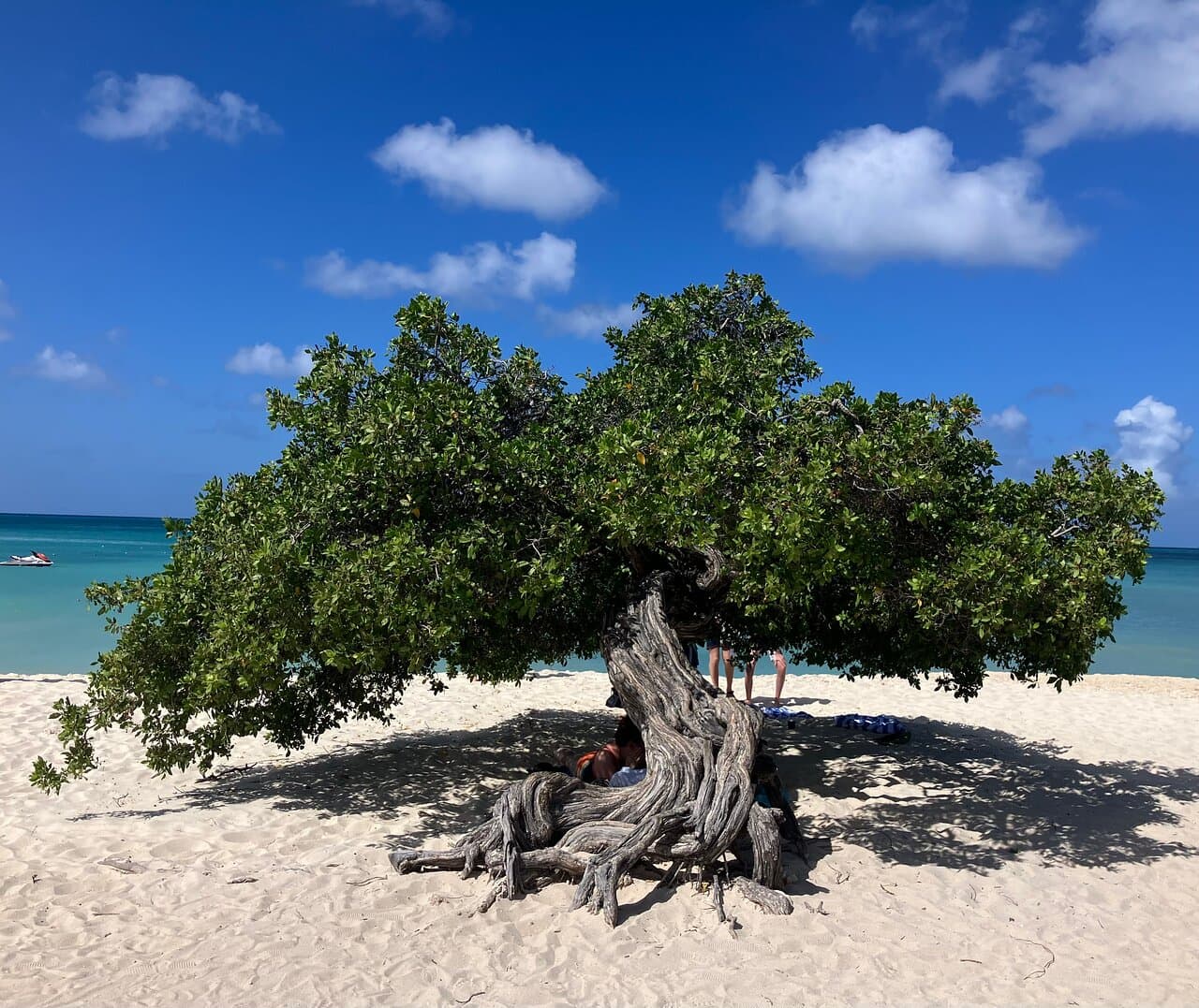 Divi Tree at TripAdvisor