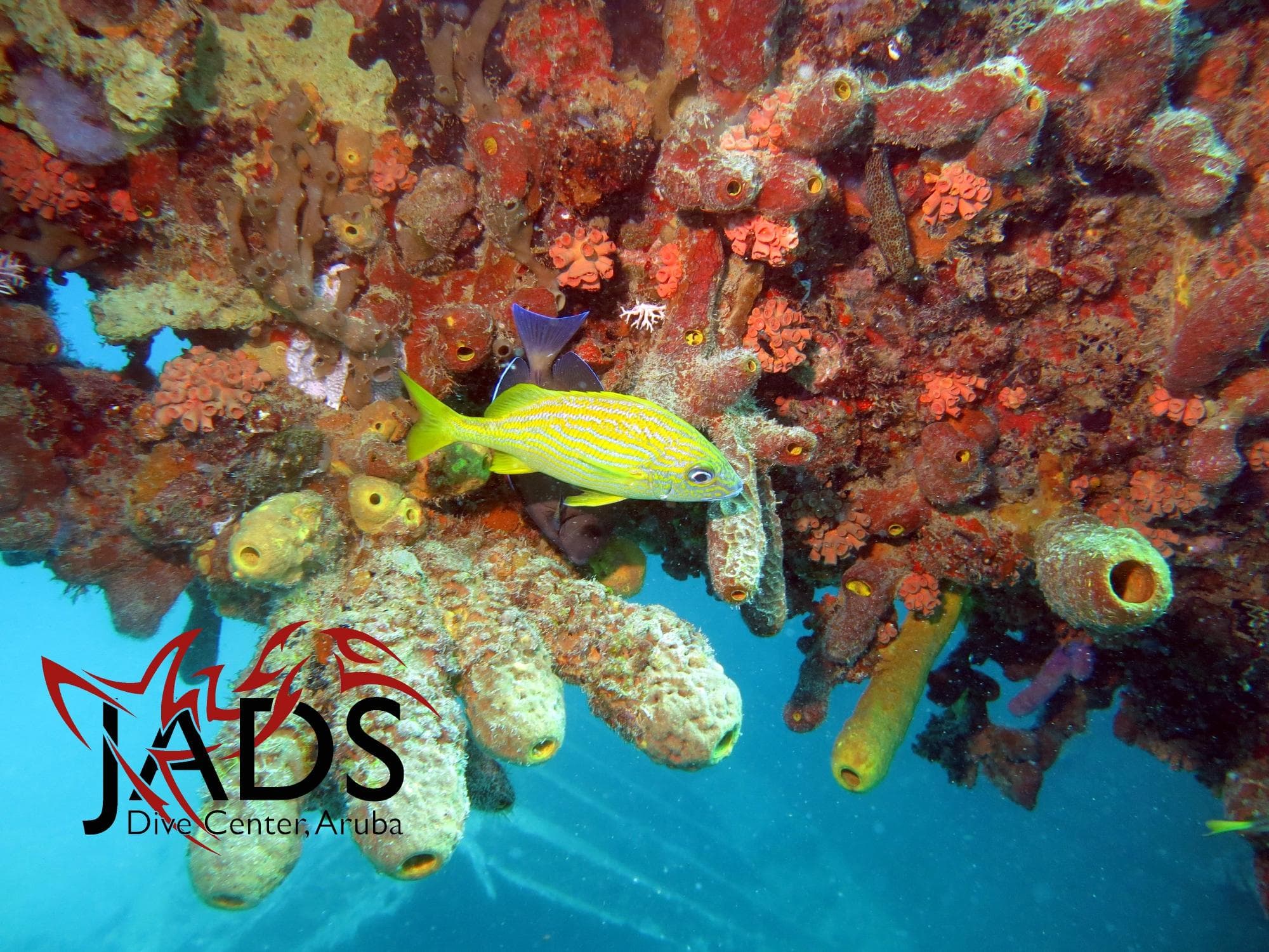 jads aruba