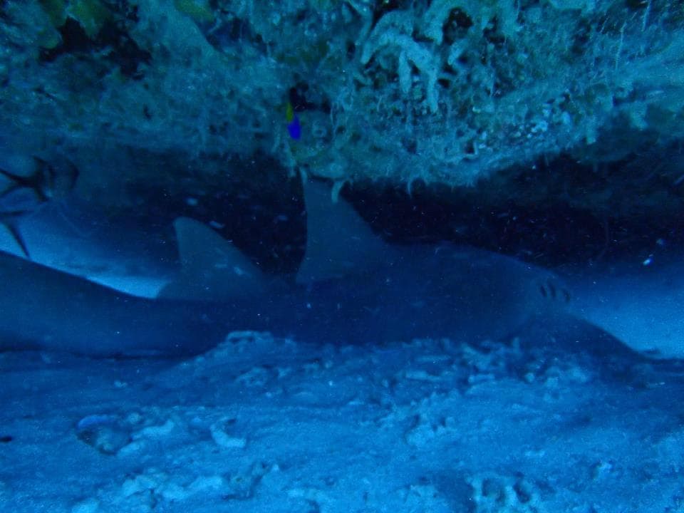 Nurse Shark at Tire Reef