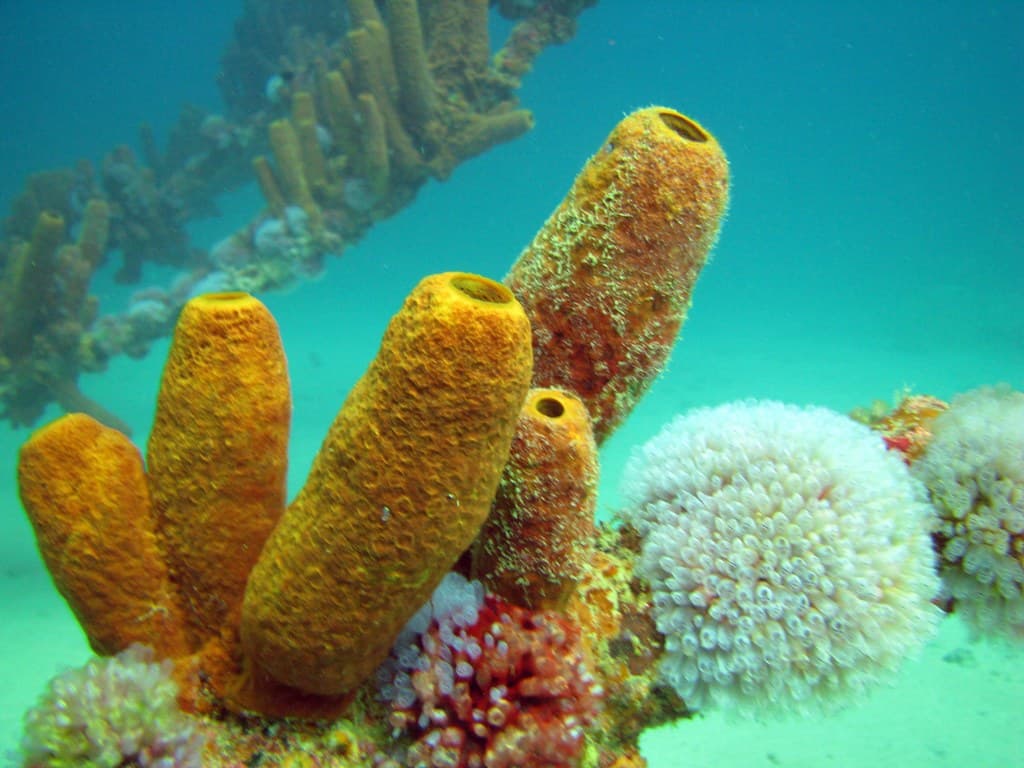 An underwater impression