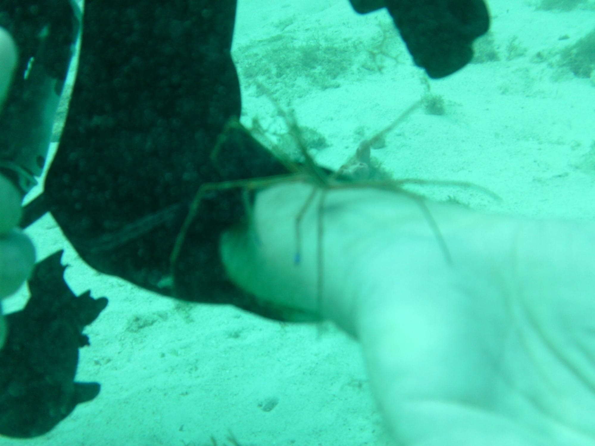 arrow crab
