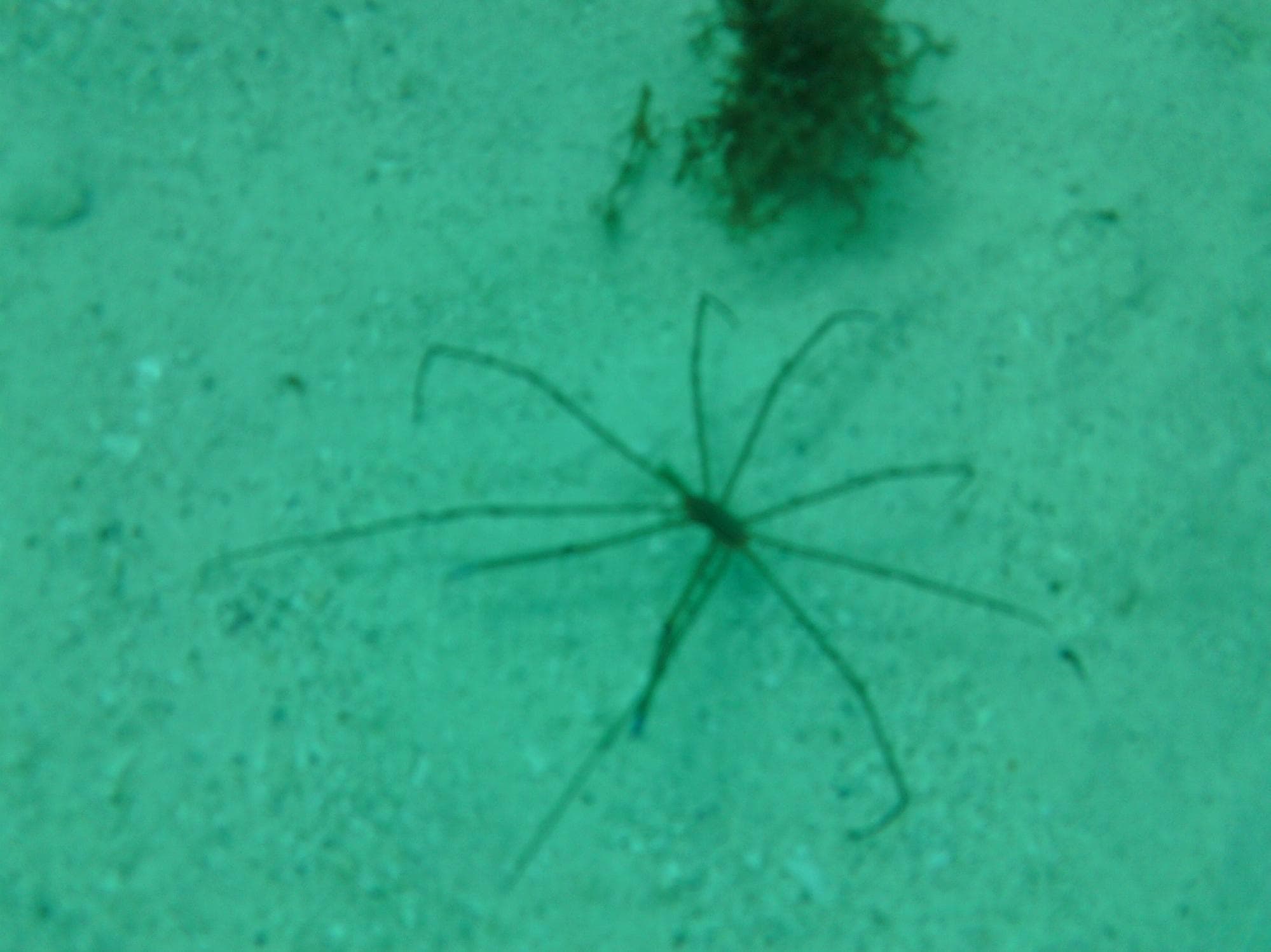 saw lots of these little crabs
