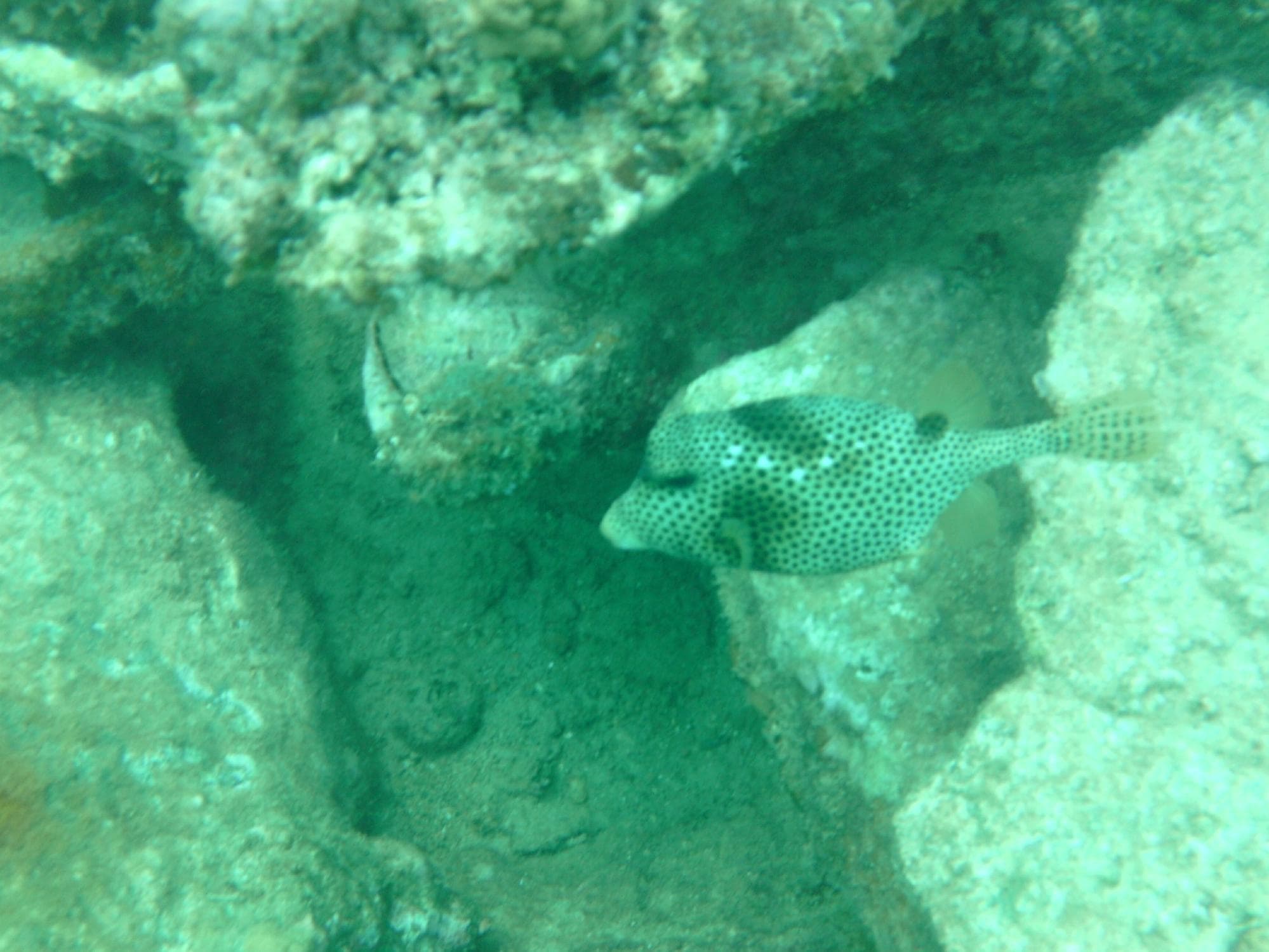 trunk fish
