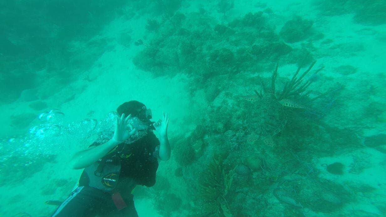 Diving with turtles was awesome