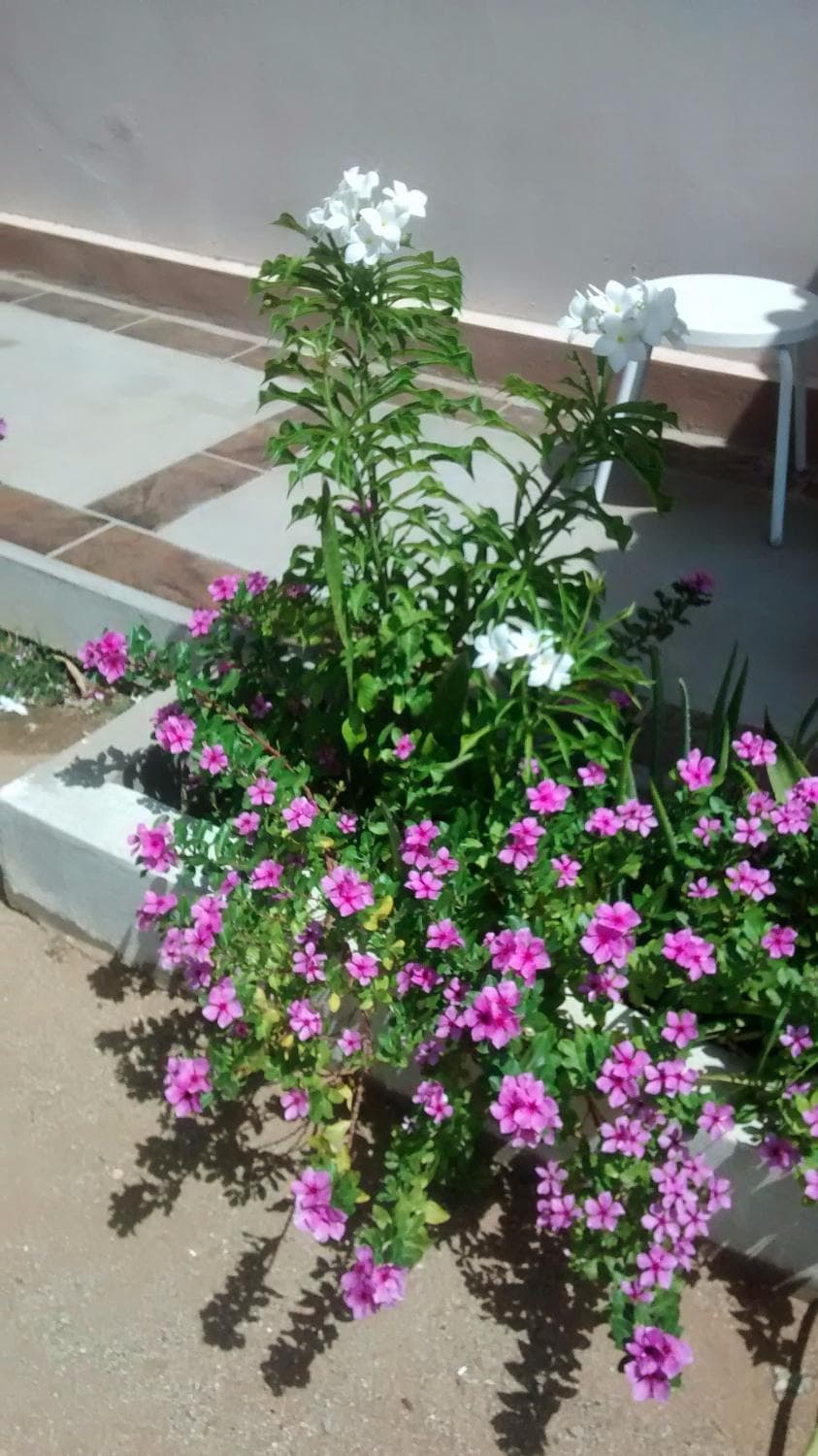 Jardines
