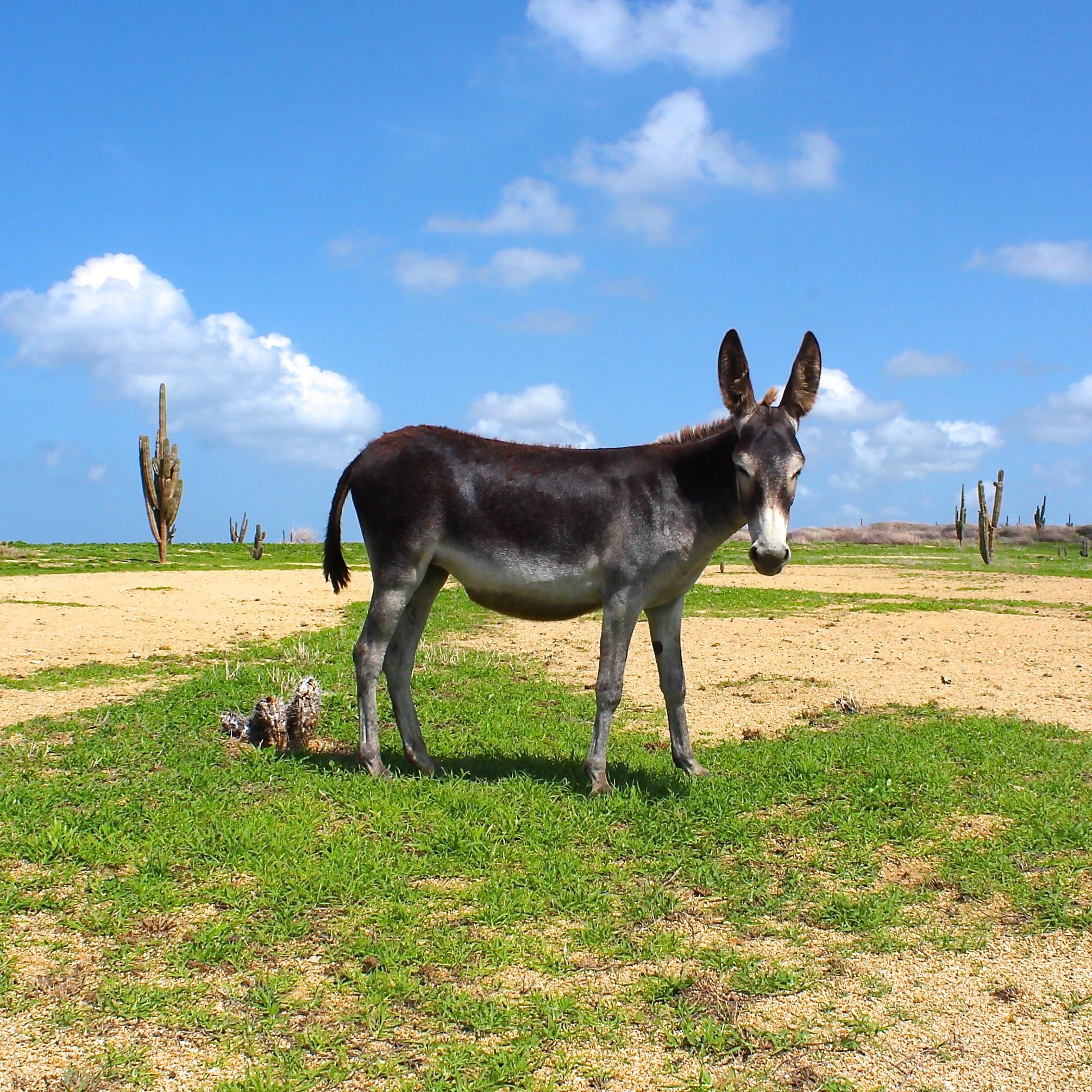 Not an uncommon view during our tour. Tip: this was taken in San Nicolas, Aruba's second capital