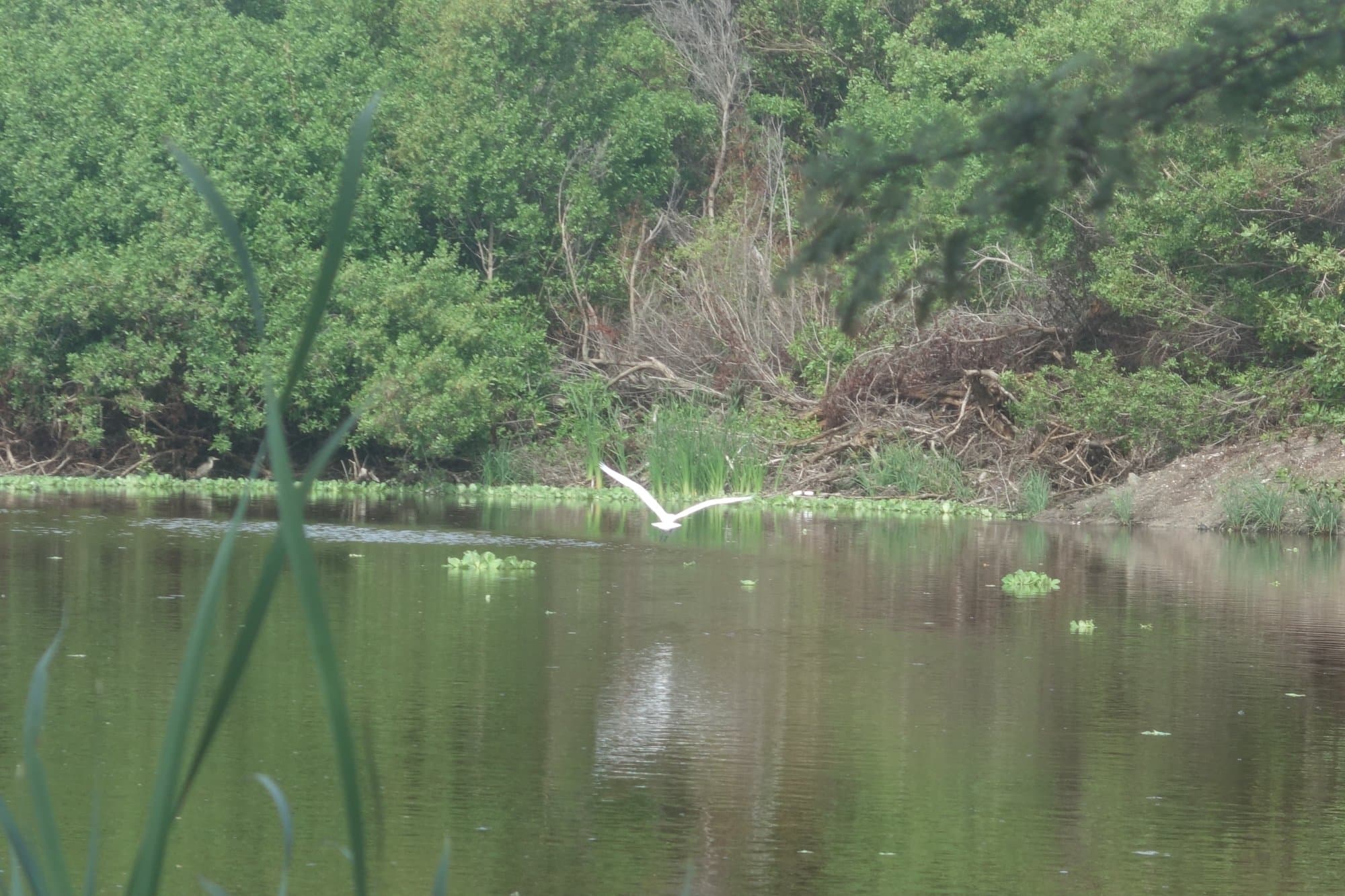 Great Egret Flying low