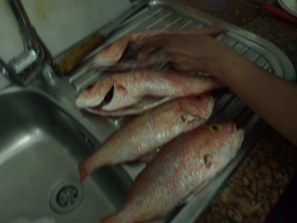 some nice red snappers