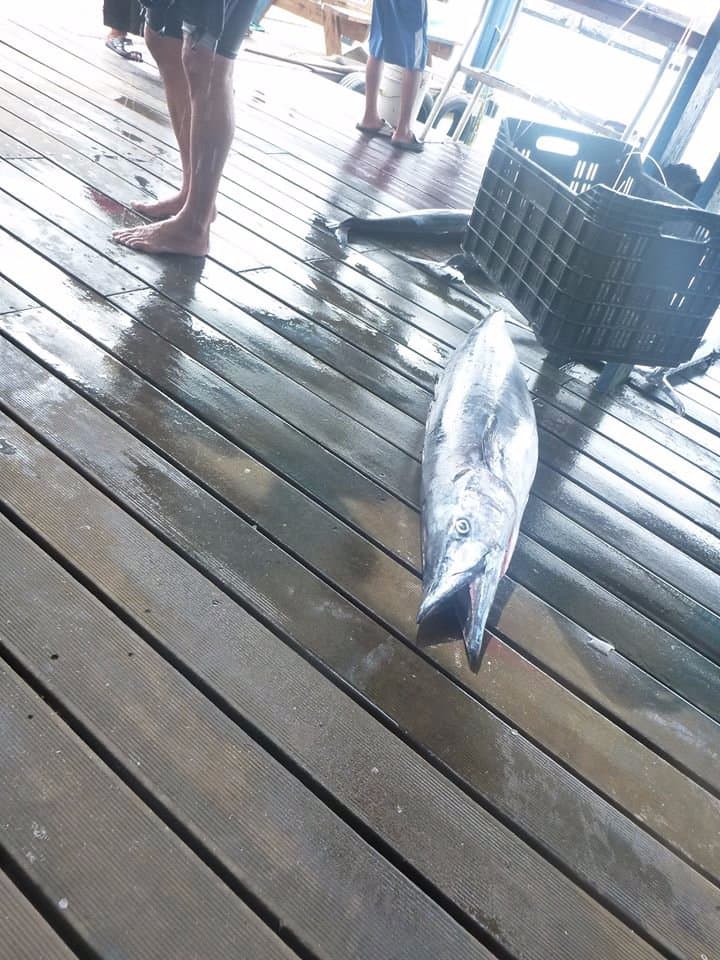wahoo is a local fish