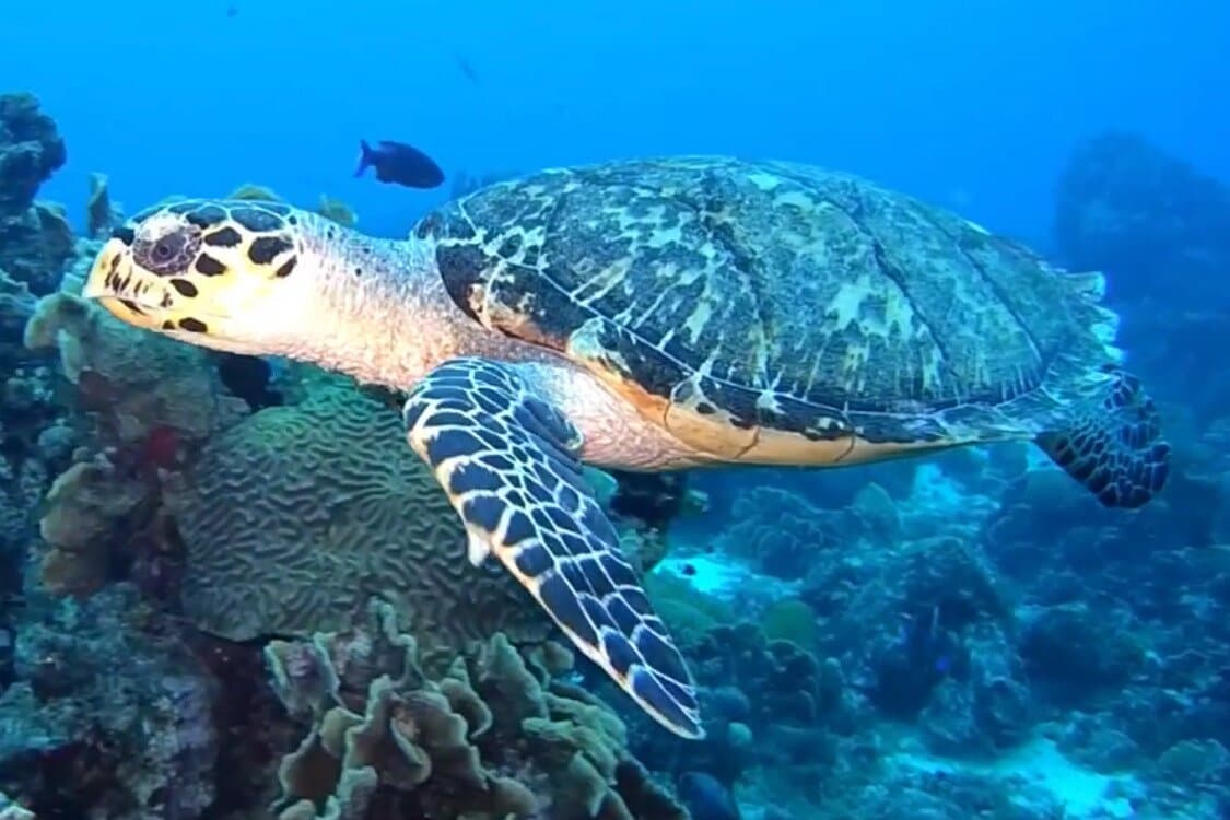 Isabella Catamaran Aruba at TripAdvisor