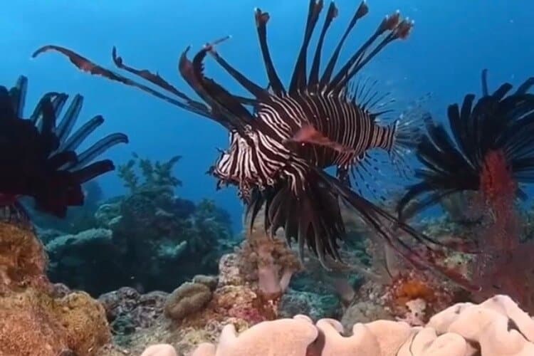 Isabella Catamaran Aruba at TripAdvisor