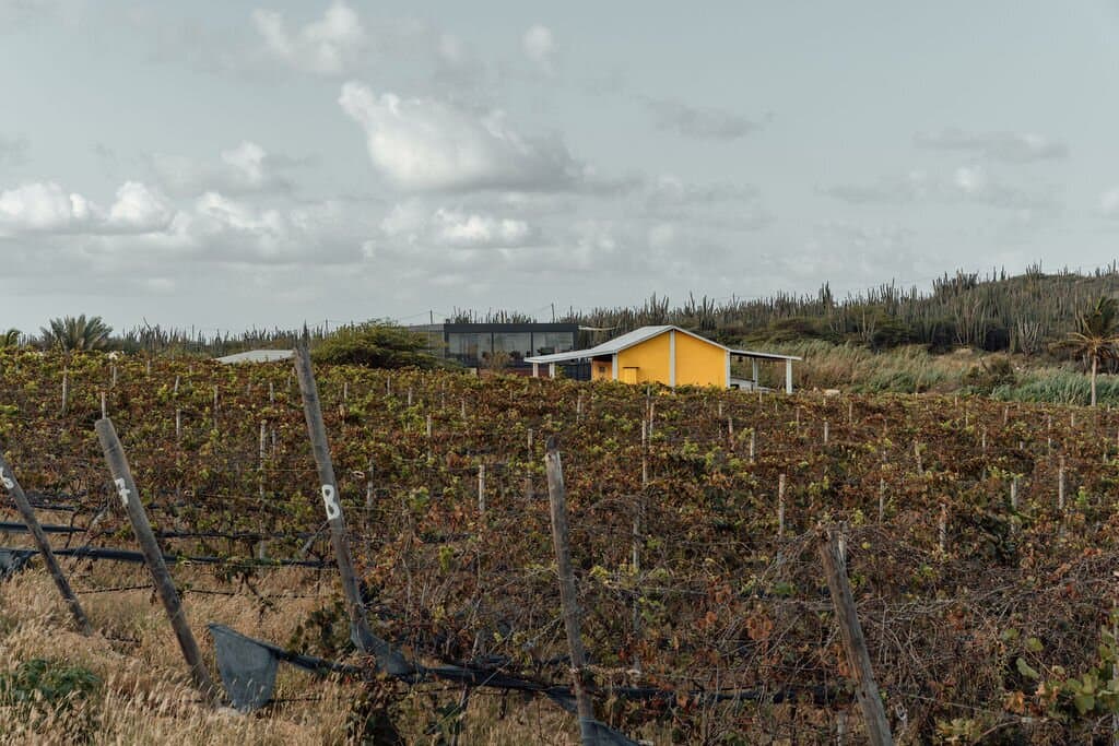 Vineyard