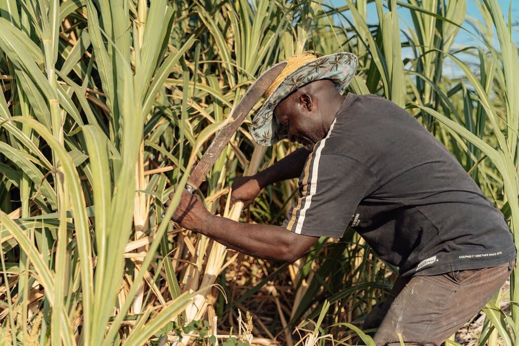 Chopping sugarcanes