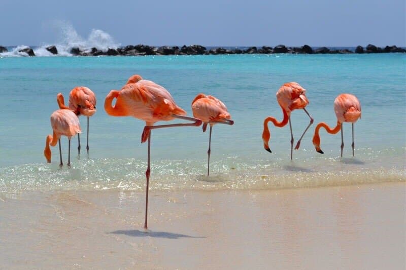 Renaissance Island at TripAdvisor
