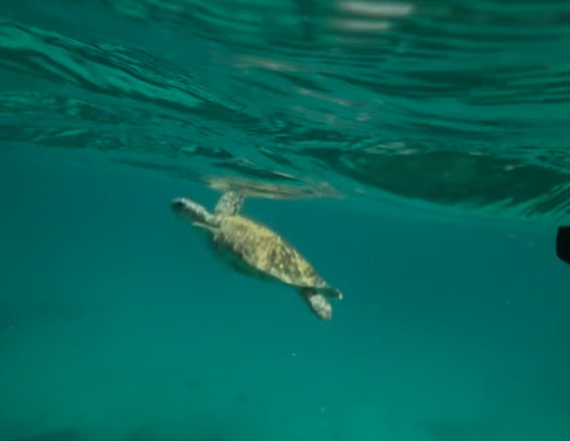 Blue Melody Sailing Aruba Non-crowded Snorkel/Sunset/Sail. Food/Drinks