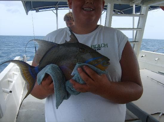 a triggerfish, big!!