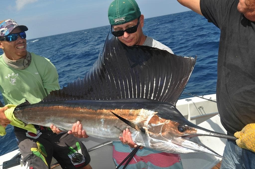 Sailfish released live and well
