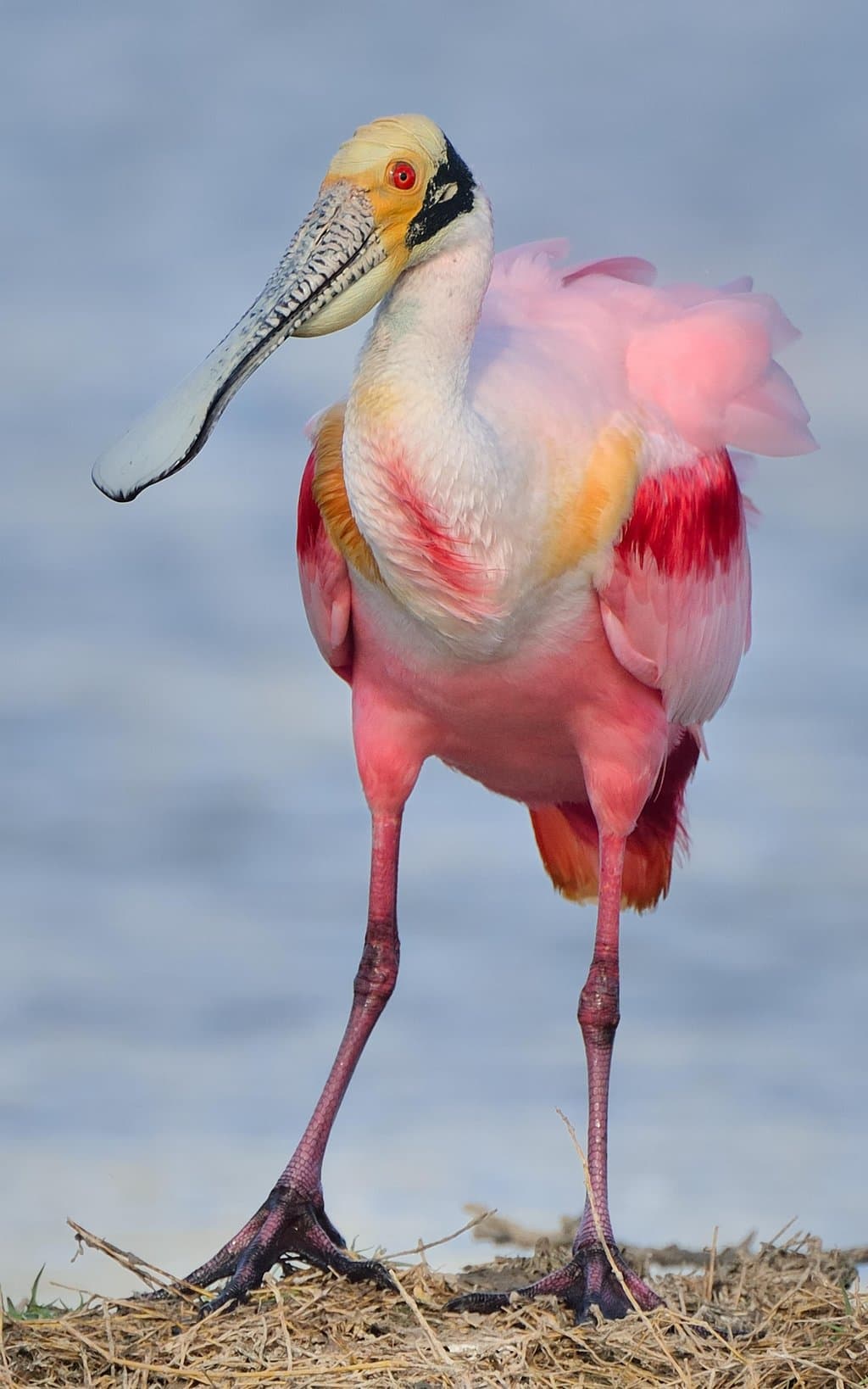 Private Birdwatching & Nature Tours Aruba at TripAdvisor